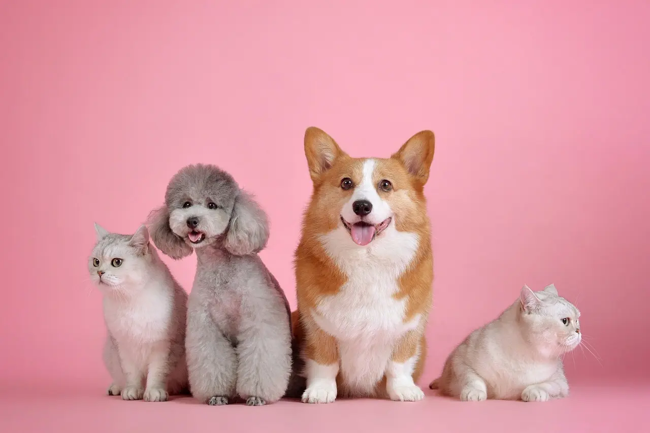 Waardebonnen voor de dierenarts